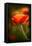 Red Poppy-Ursula Abresch-Framed Stretched Canvas