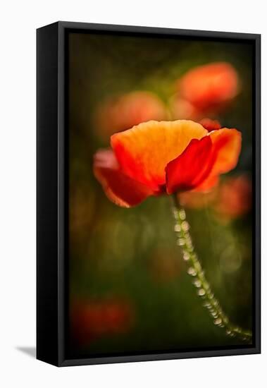 Red Poppy-Ursula Abresch-Framed Stretched Canvas