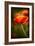 Red Poppy-Ursula Abresch-Framed Photographic Print