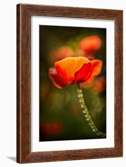 Red Poppy-Ursula Abresch-Framed Photographic Print