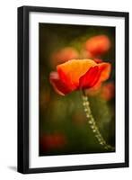 Red Poppy-Ursula Abresch-Framed Photographic Print