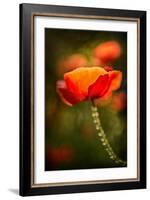 Red Poppy-Ursula Abresch-Framed Photographic Print