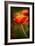 Red Poppy-Ursula Abresch-Framed Photographic Print