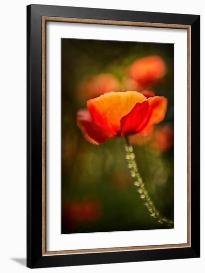 Red Poppy-Ursula Abresch-Framed Photographic Print