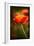 Red Poppy-Ursula Abresch-Framed Photographic Print