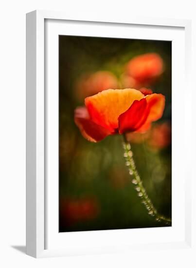 Red Poppy-Ursula Abresch-Framed Photographic Print