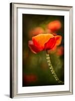 Red Poppy-Ursula Abresch-Framed Photographic Print