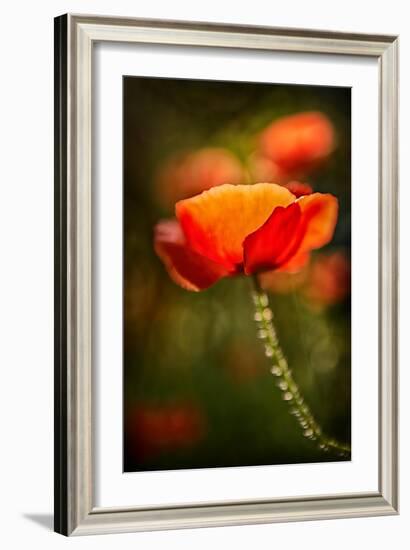 Red Poppy-Ursula Abresch-Framed Photographic Print