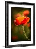 Red Poppy-Ursula Abresch-Framed Photographic Print