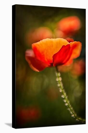 Red Poppy-Ursula Abresch-Stretched Canvas