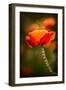 Red Poppy-Ursula Abresch-Framed Premium Photographic Print