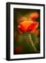 Red Poppy-Ursula Abresch-Framed Premium Photographic Print