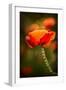 Red Poppy-Ursula Abresch-Framed Premium Photographic Print