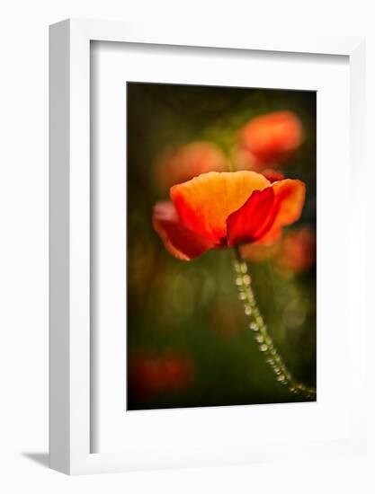 Red Poppy-Ursula Abresch-Framed Photographic Print