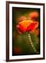 Red Poppy-Ursula Abresch-Framed Photographic Print