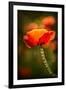 Red Poppy-Ursula Abresch-Framed Photographic Print