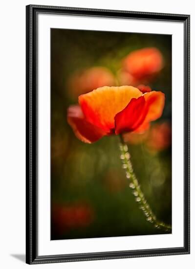 Red Poppy-Ursula Abresch-Framed Photographic Print