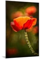 Red Poppy-Ursula Abresch-Mounted Photographic Print