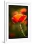 Red Poppy-Ursula Abresch-Framed Photographic Print