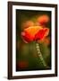 Red Poppy-Ursula Abresch-Framed Photographic Print