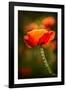 Red Poppy-Ursula Abresch-Framed Photographic Print