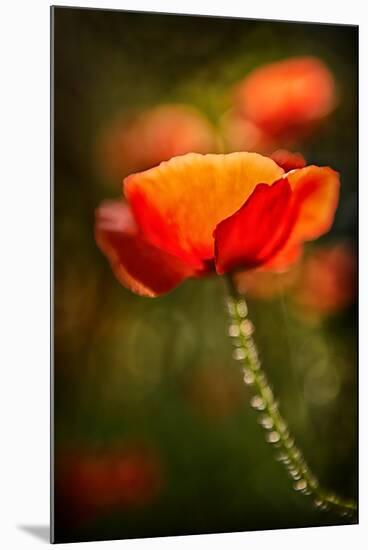 Red Poppy-Ursula Abresch-Mounted Photographic Print