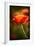 Red Poppy-Ursula Abresch-Framed Photographic Print