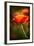 Red Poppy-Ursula Abresch-Framed Photographic Print