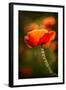 Red Poppy-Ursula Abresch-Framed Photographic Print