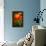 Red Poppy-Ursula Abresch-Mounted Photographic Print displayed on a wall