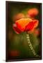 Red Poppy-Ursula Abresch-Framed Photographic Print