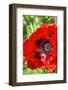 Red poppy-Jim Engelbrecht-Framed Photographic Print