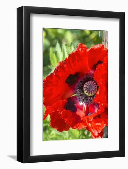 Red poppy-Jim Engelbrecht-Framed Photographic Print