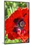 Red poppy-Jim Engelbrecht-Mounted Photographic Print