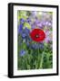 Red poppy-Lisa S. Engelbrecht-Framed Photographic Print