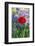 Red poppy-Lisa S. Engelbrecht-Framed Photographic Print