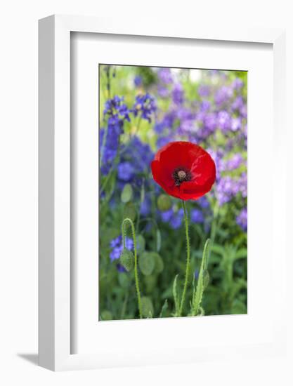 Red poppy-Lisa S. Engelbrecht-Framed Photographic Print