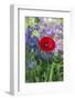 Red poppy-Lisa S. Engelbrecht-Framed Photographic Print