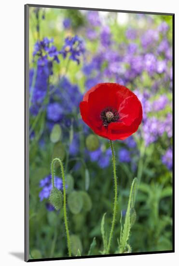 Red poppy-Lisa S. Engelbrecht-Mounted Photographic Print