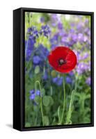 Red poppy-Lisa S. Engelbrecht-Framed Stretched Canvas