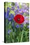 Red poppy-Lisa S. Engelbrecht-Stretched Canvas