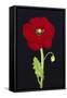 Red Poppy-Soraya Chemaly-Framed Stretched Canvas