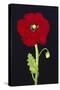 Red Poppy-Soraya Chemaly-Stretched Canvas