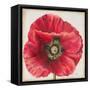 Red Poppy-Patricia Pinto-Framed Stretched Canvas