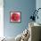 Red Poppy-Patricia Pinto-Framed Stretched Canvas displayed on a wall