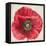 Red Poppy-Patricia Pinto-Framed Stretched Canvas
