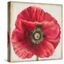 Red Poppy-Patricia Pinto-Stretched Canvas