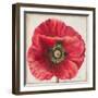 Red Poppy-Patricia Pinto-Framed Art Print