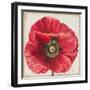 Red Poppy-Patricia Pinto-Framed Art Print