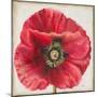 Red Poppy-Patricia Pinto-Mounted Art Print